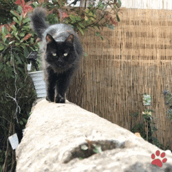 Black Cat Walking Fence GIF
