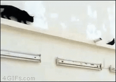 Black Cat Walking Next To 4Gifs.com Sign GIF