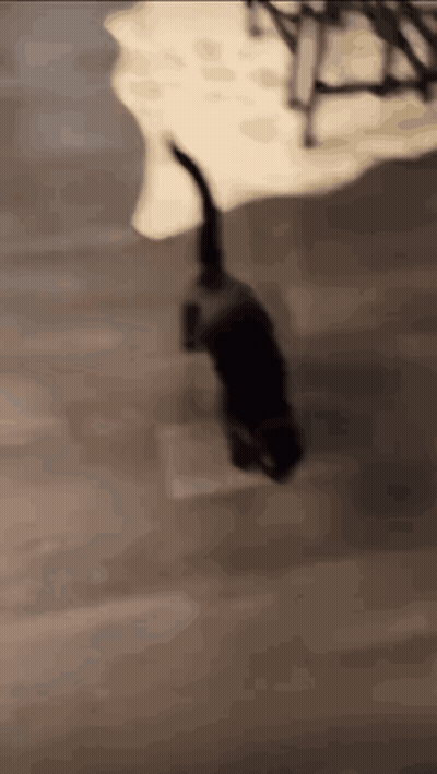 Black Cat Walking On Tiled Floor GIF