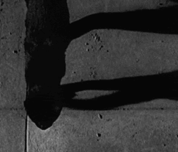 Black Cat Walking Shadow GIF
