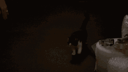 Black Cat Walking  Tail Up GIF