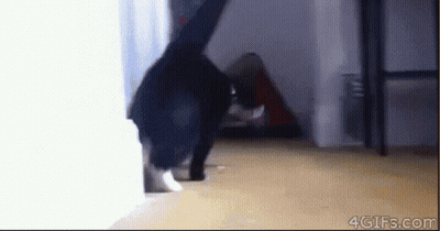 Black Cat Walking Through Room GIF