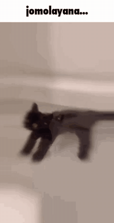 Black Cat Walking With Jomolayana GIF