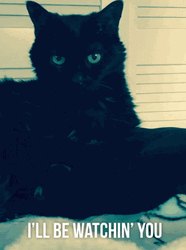 Black Cat Watching You Stare GIF
