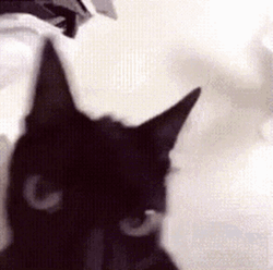 Black Cat Waving Head GIF
