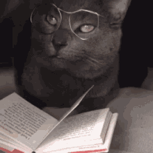 Black Cat Wearing Eyeglasses Reading Book