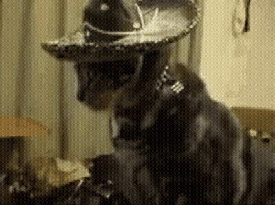 Black Cat Wearing Sombrero And Collar GIF