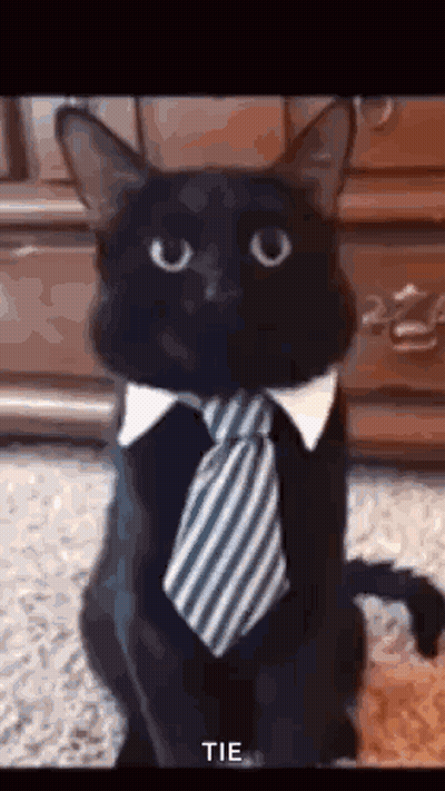 Black Cat Wearing Tie And Collar GIF
