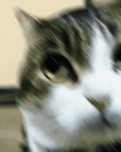 Black Cat Wearing Tie And Collar GIF