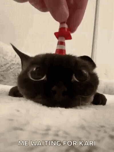 Black Cat Wearing Traffic Cone On Bed GIF