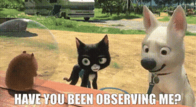 Black Cat White Dog Have You Been Observing Me GIF