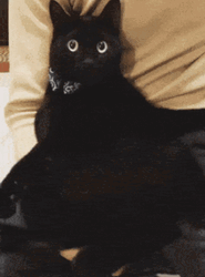 Black Cat Wiggle GIF