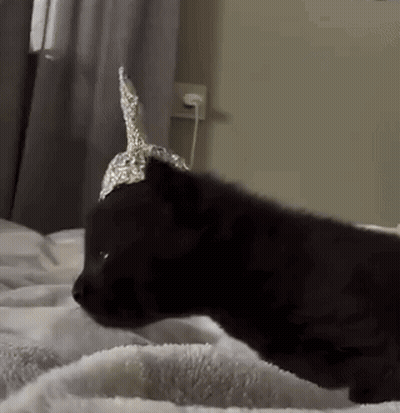 Black Cat with Aluminum Foil Hat Laying on Bed