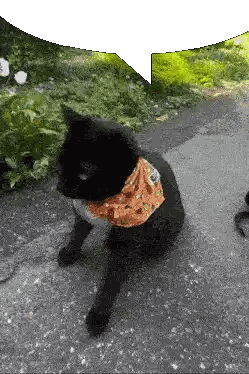 Black Cat With Bandana Speech Bubble Sticker