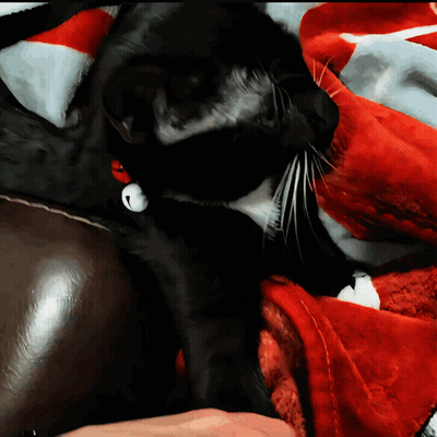 Black Cat With Bell Collar Laying On Red Blanket GIF