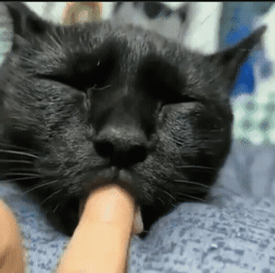 Black Cat With Eyes Closed And Finger In Mouth GIF
