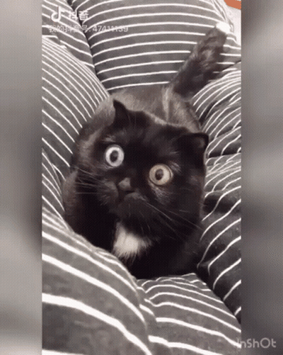 Black Cat With Heterochromia Laying On Striped Pillow GIF