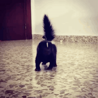 Black Cat With Long Tail Walking GIF