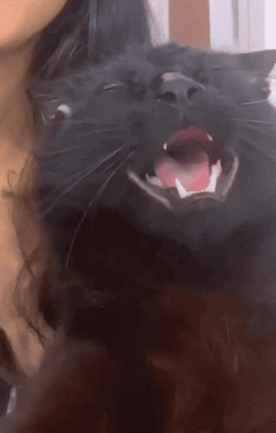 Black Cat With Mouth Open And Tongue Out GIF