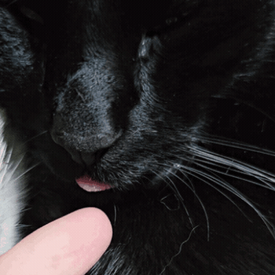 Black Cat With Pink Tongue Sticking Out GIF