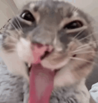Black Cat With Pink Tongue Sticking Out GIF