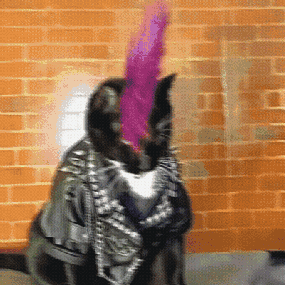 Black Cat With Purple Mohawk And Leather Jacket GIF