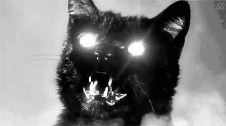 Black Cat With Shining Eyes Friday The 13Th GIF