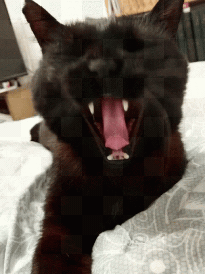 Black Cat With Tongue Sticking Out GIF