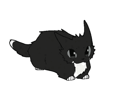 Black Cat With White Chest Sticker