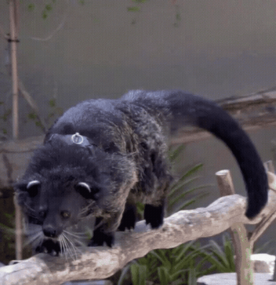 Black Cat With White Ears On Wooden Branch GIF