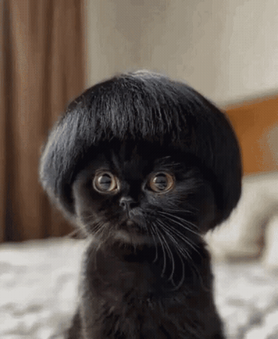 Black Cat With Wig Looking At Camera GIF