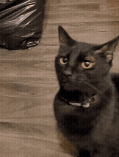 Black Cat With Yellow Eyes Laying On Floor GIF