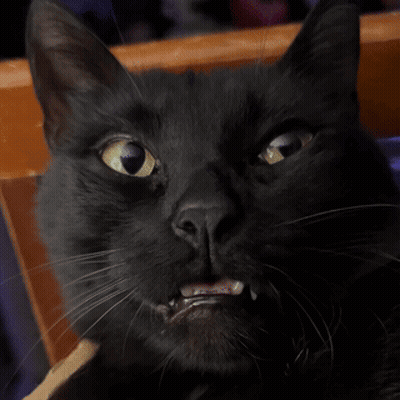 Black Cat With Yellow Eyes Looking At Camera GIF