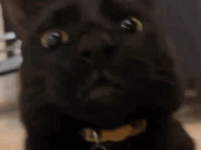 Black Cat With Yellow Eyes Looking Up GIF