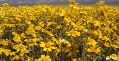 Black Cat With Yellow Flower Collar Walking On Dirt Path GIF