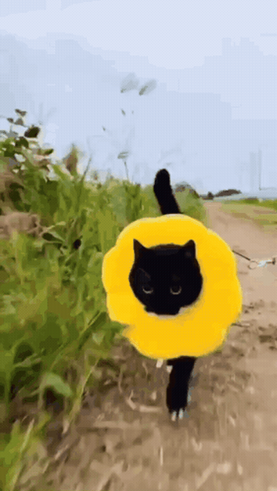 Black Cat With Yellow Flower Collar Walking On Dirt Path GIF