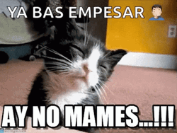 Black Cat Ya Bas Empesar No Mames  GIF