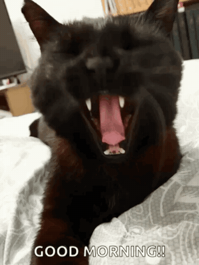 Black Cat Yawning Good Morning GIF
