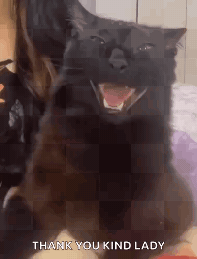 Black Cat Yawning On Bed GIF