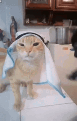 Black Cat Yellow Cat Playing GIF