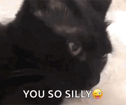 Black Cat You So Silly GIF