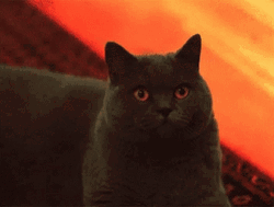 Black Cat Youll Shoot Your Eye Out GIF
