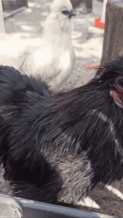 Black Chicken Close Up GIF