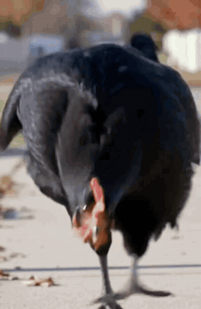 Black Chicken With Red Beak Standing GIF