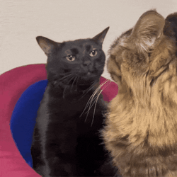 Black Clueless El Gato Meme GIF