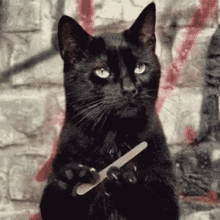 Black Cool Cat Stare Into Nothing Nail File Claws GIF