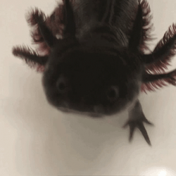 Black Crazy Axolotl GIF
