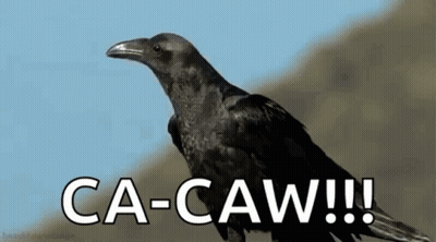 Black Crow On Rock Saying Ca-Caw!!! GIF