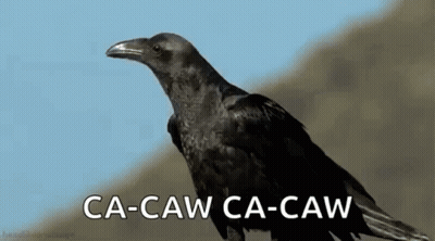 Black Crow Sitting On Rock Saying Ca-Caw Ca-Caw GIF