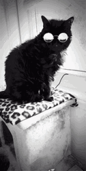 Black Cute Cat Wear Sunglasses Close Up GIF